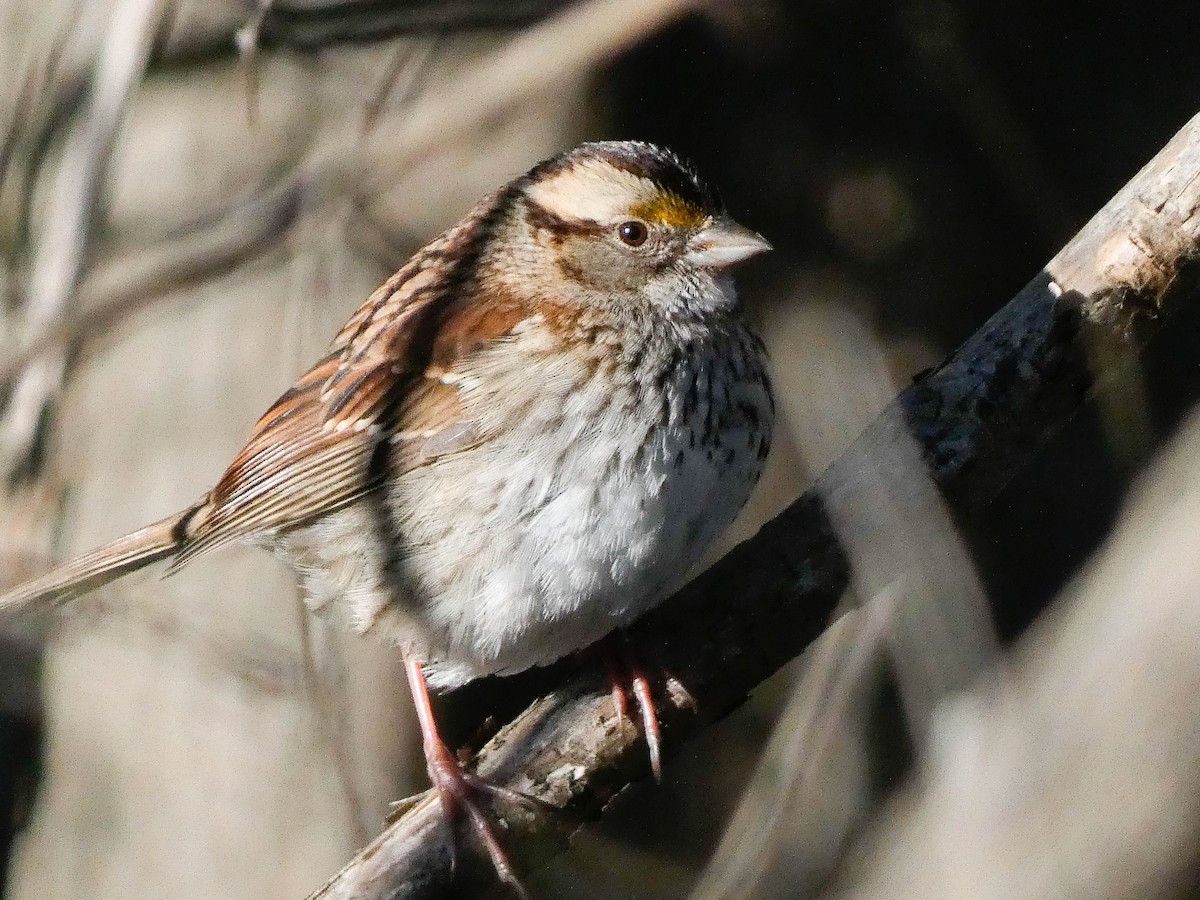 White-throated Sparrow - ML647375046