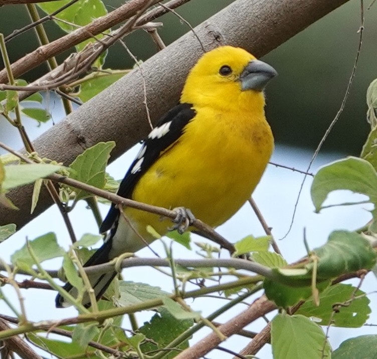 Golden Grosbeak - ML647375058