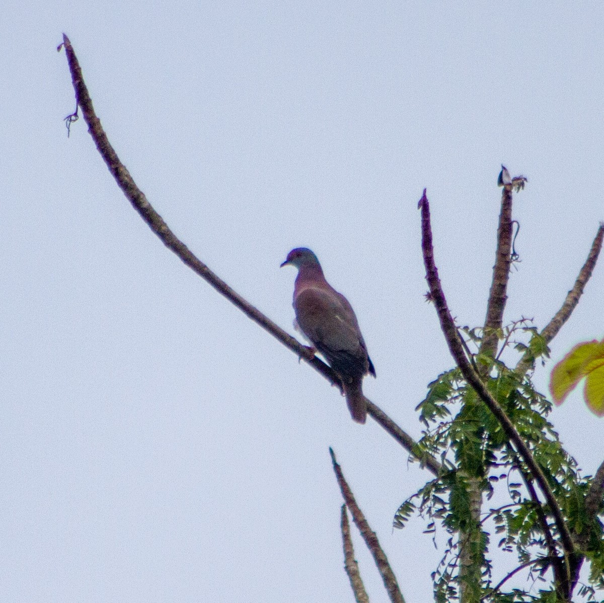 Paloma Colorada - ML647375061