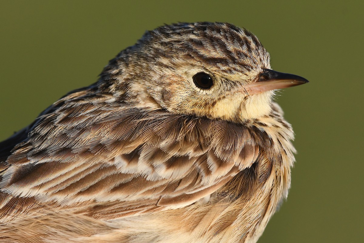Sprague's Pipit - ML647375063
