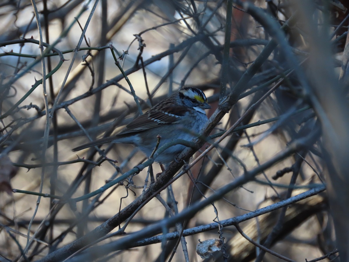 Бруант білогорлий - ML647375064