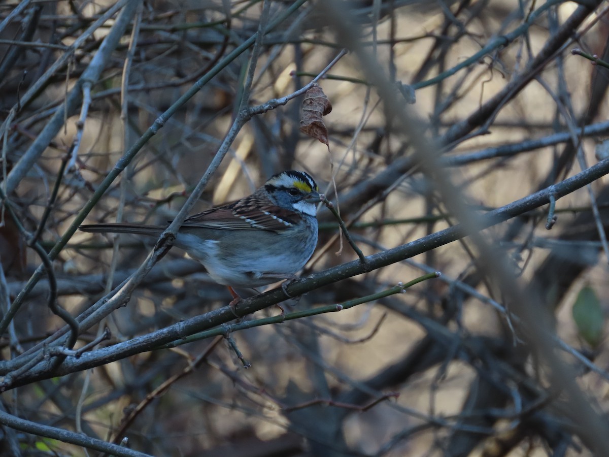 Бруант білогорлий - ML647375065