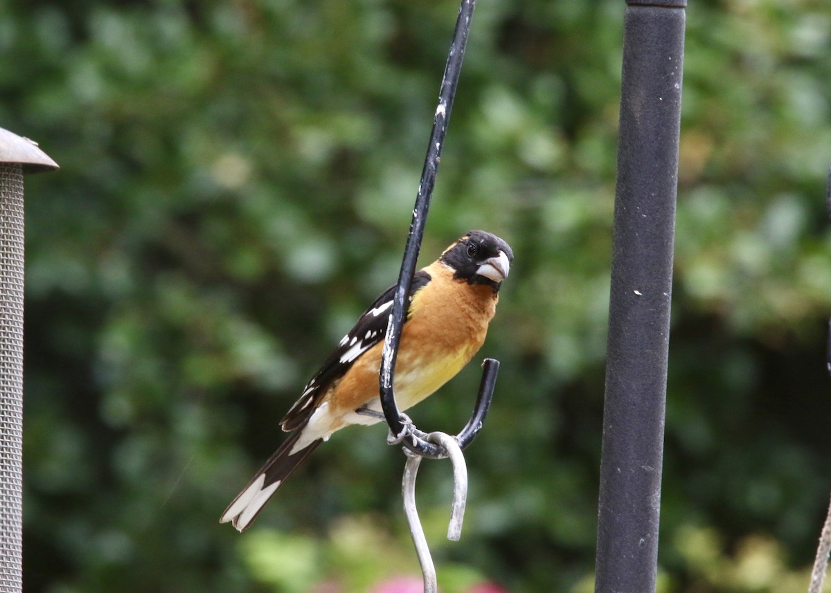 Cardinal à tête noire - ML647375072