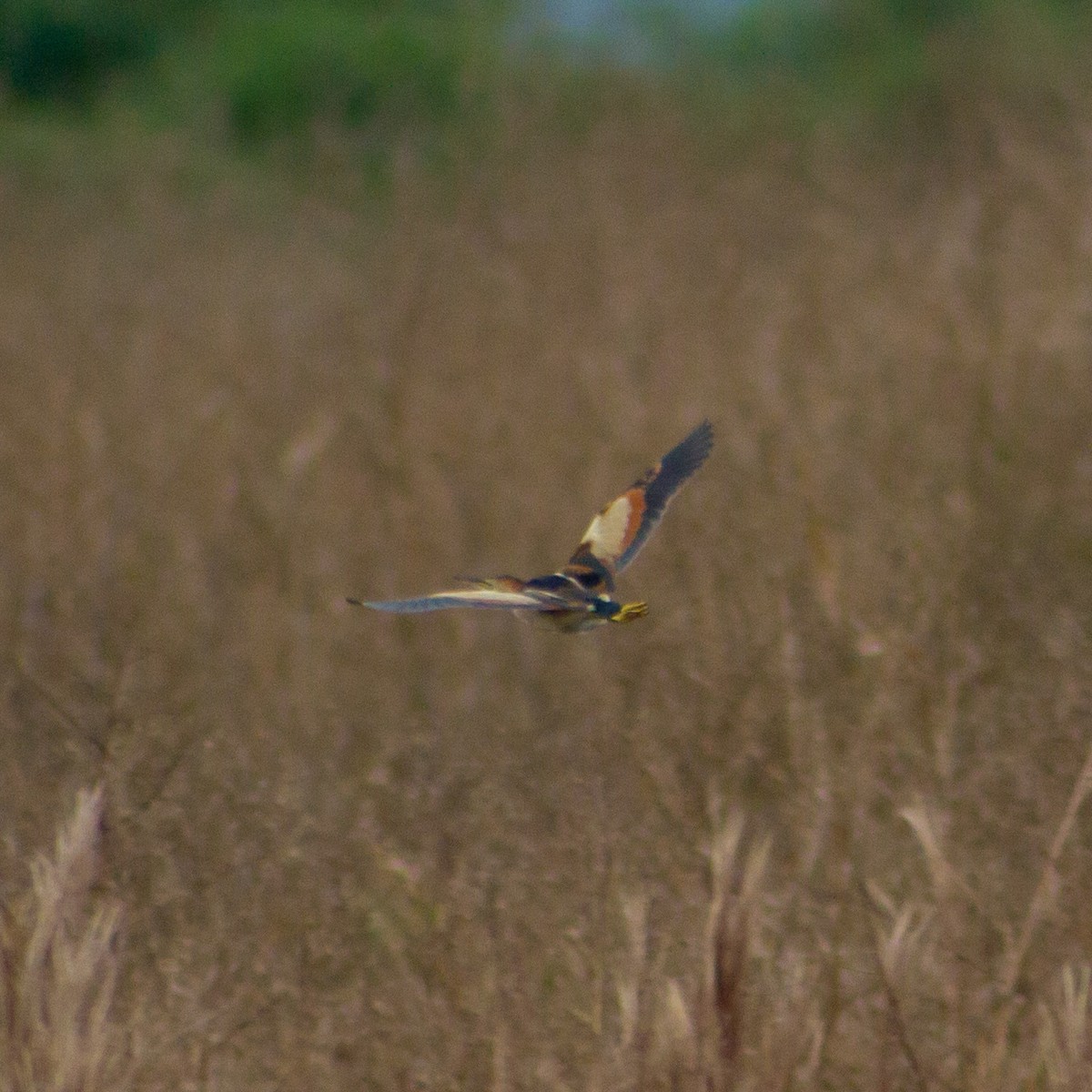 Petit Blongios - ML647375076