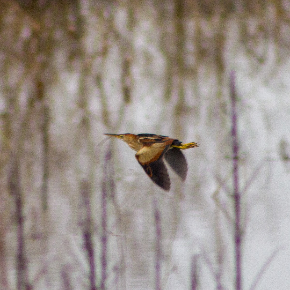 Petit Blongios - ML647375077