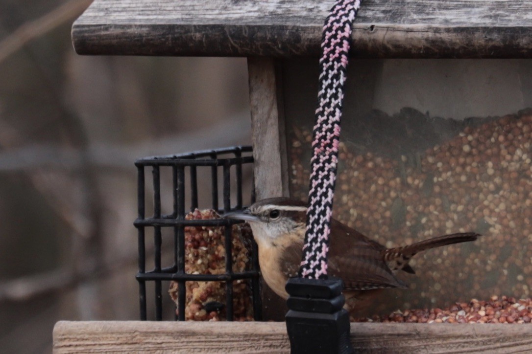 Carolina Wren - ML647375085