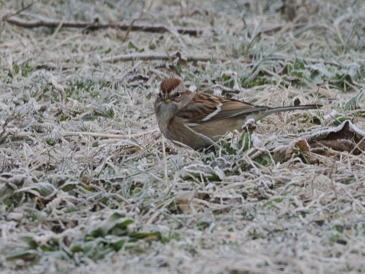 Пасовник північний - ML647375099
