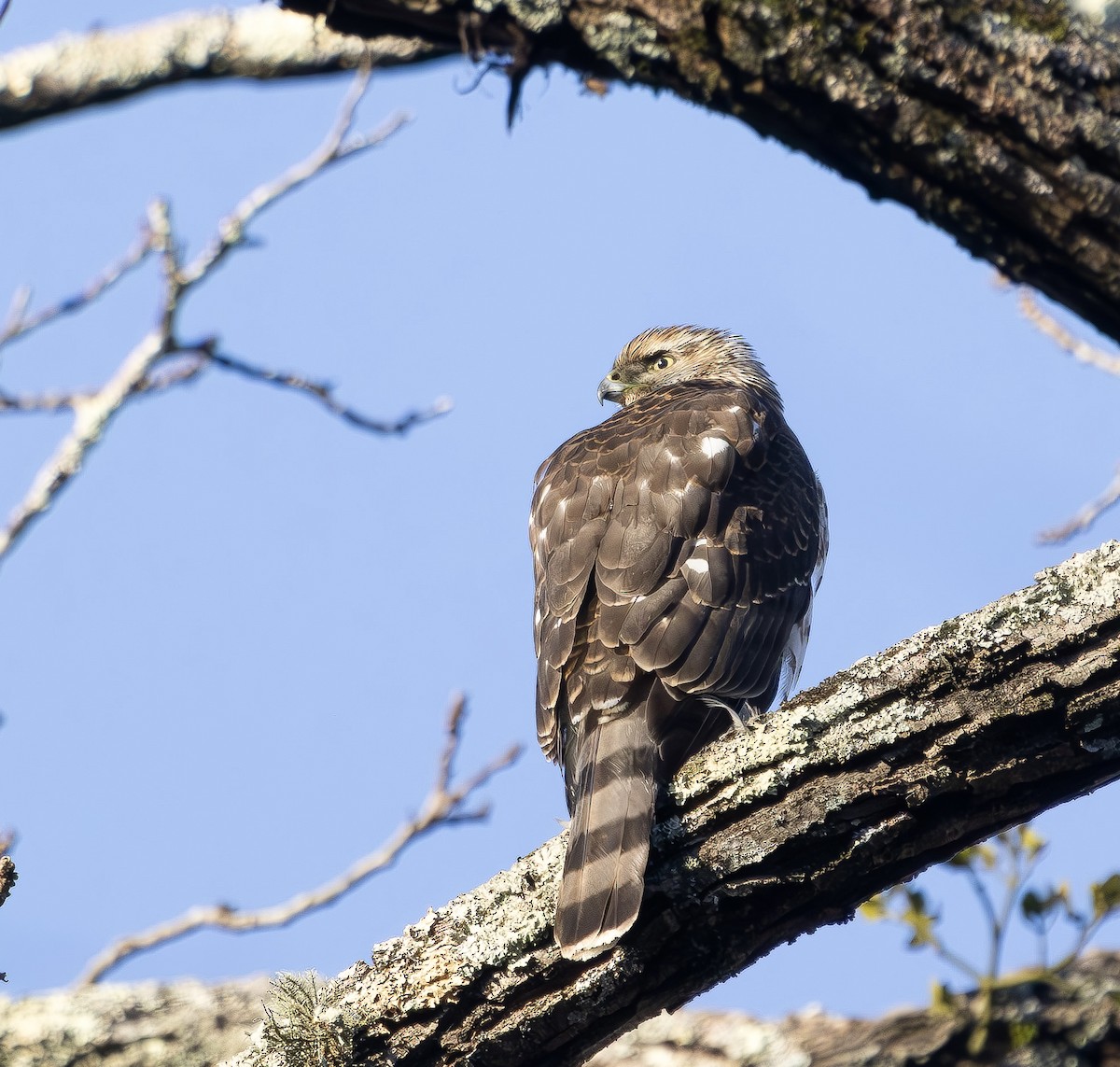 Cooper's Hawk - ML647375100