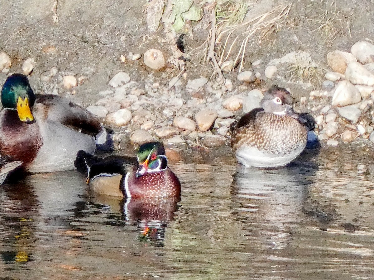 Canard branchu - ML647375120