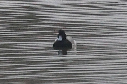 bergand - ML647375125