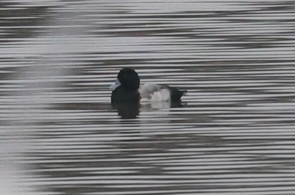 bergand - ML647375126