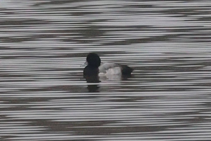 bergand - ML647375127