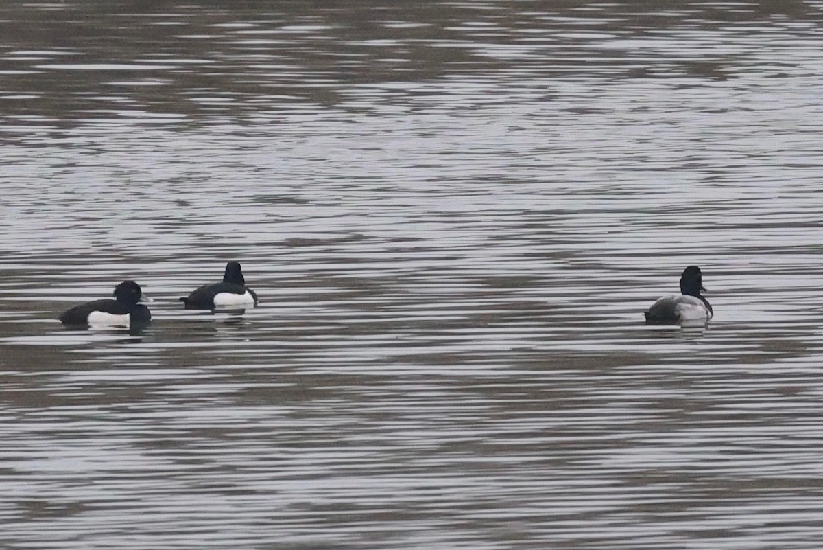 bergand - ML647375128