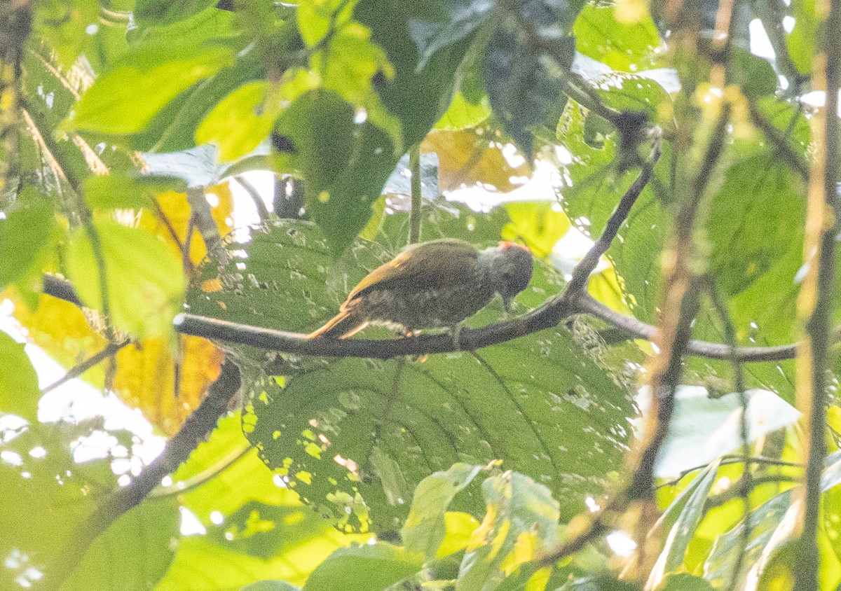 啄木鳥科 - ML647375148