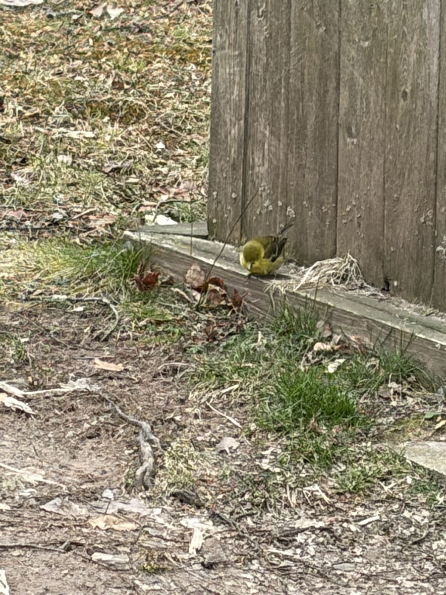 Paruline des pins - ML647375149