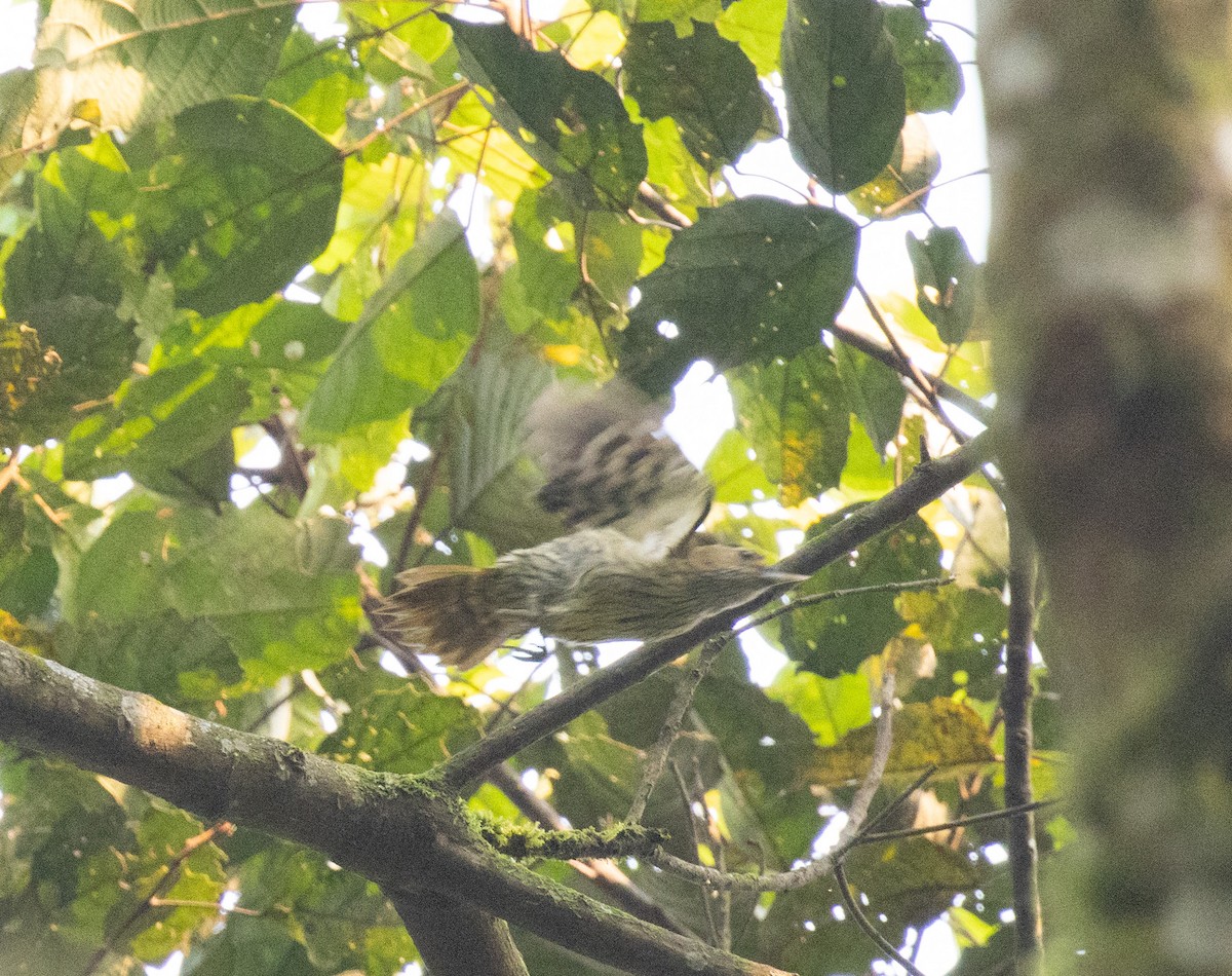 啄木鳥科 - ML647375153