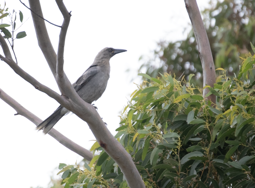 Gray Currawong - ML647375163