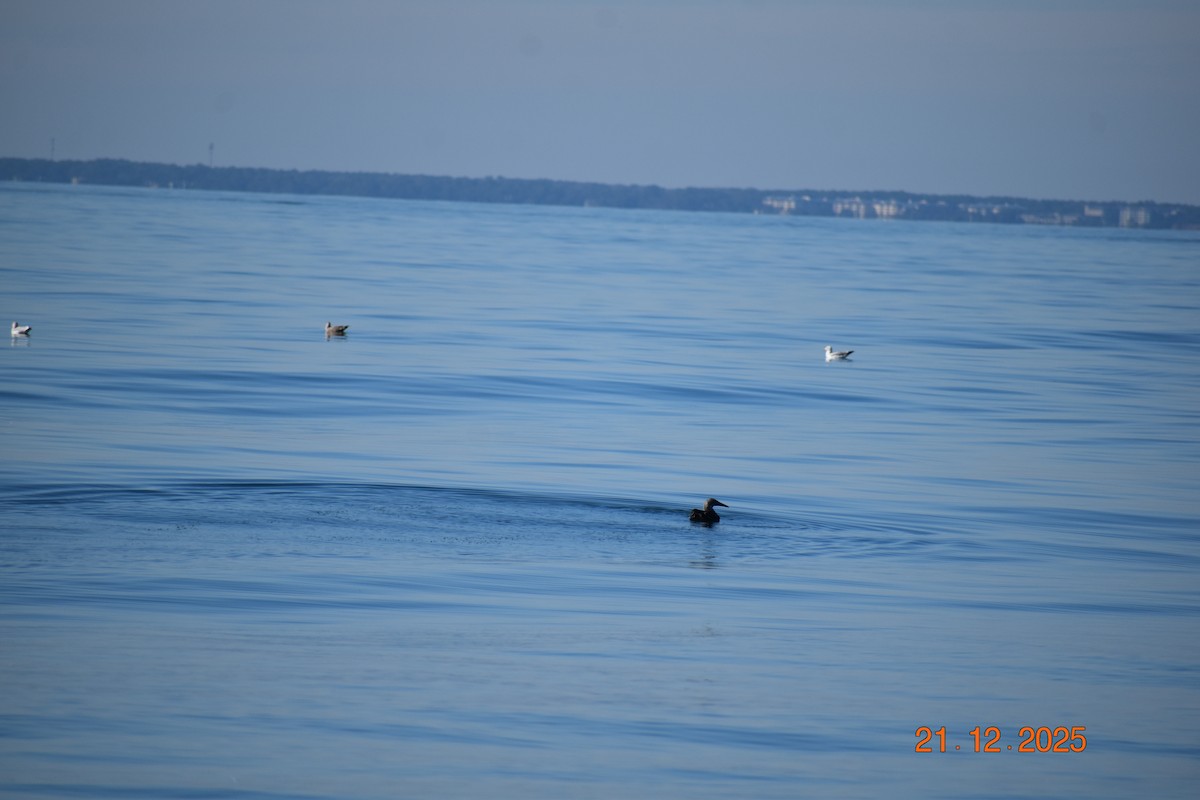 סולה מצויה - ML647375164