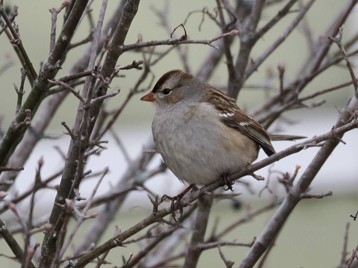 Chingolo Coroniblanco - ML647375167