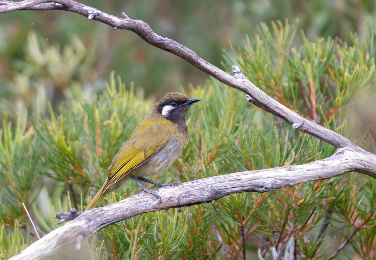 Méliphage leucotique - ML647375171