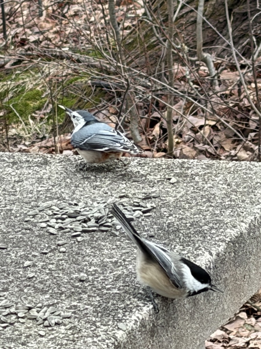 White-breasted Nuthatch - ML647375187