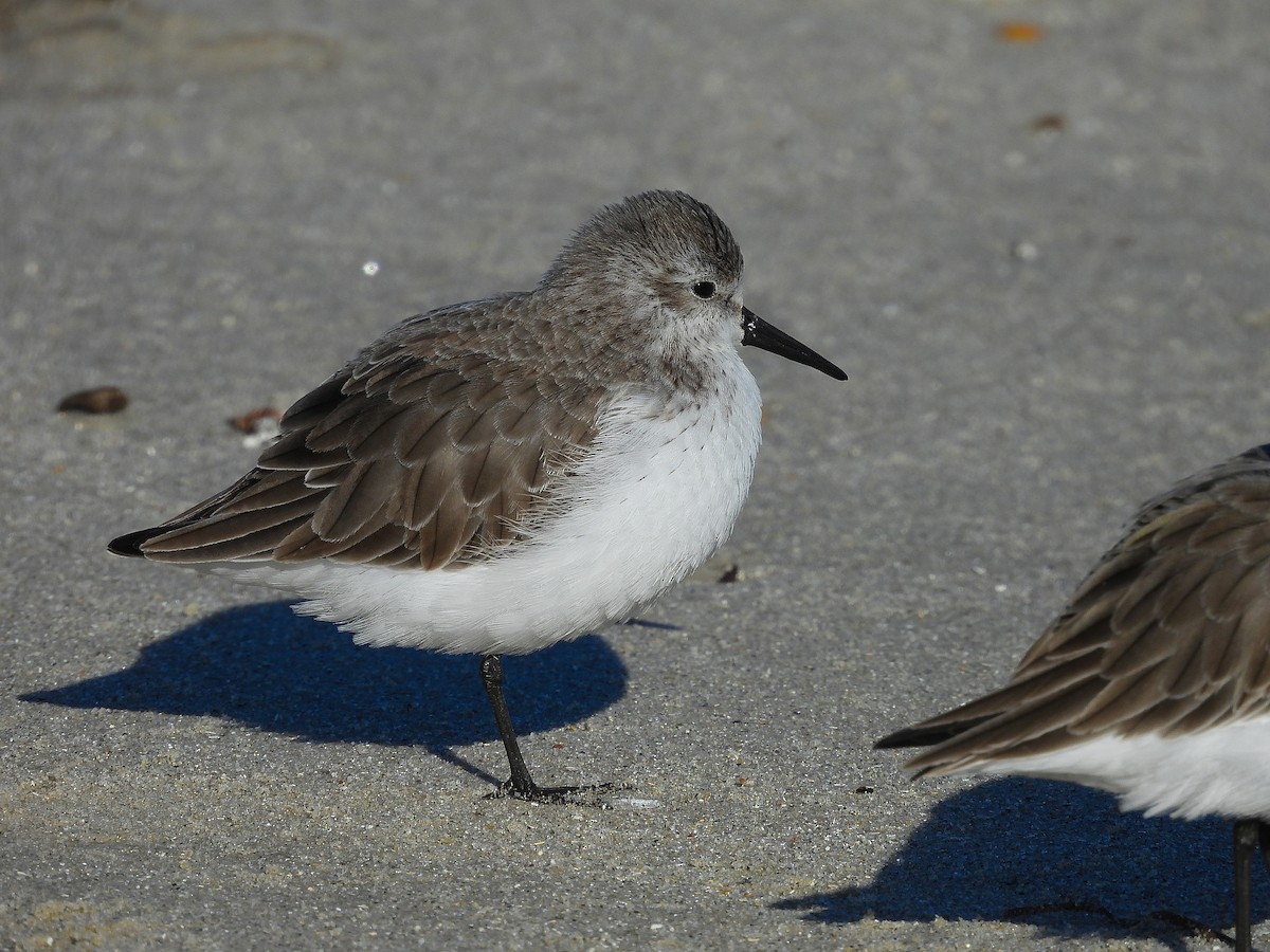 Gambecchio dell'Alaska - ML647375197