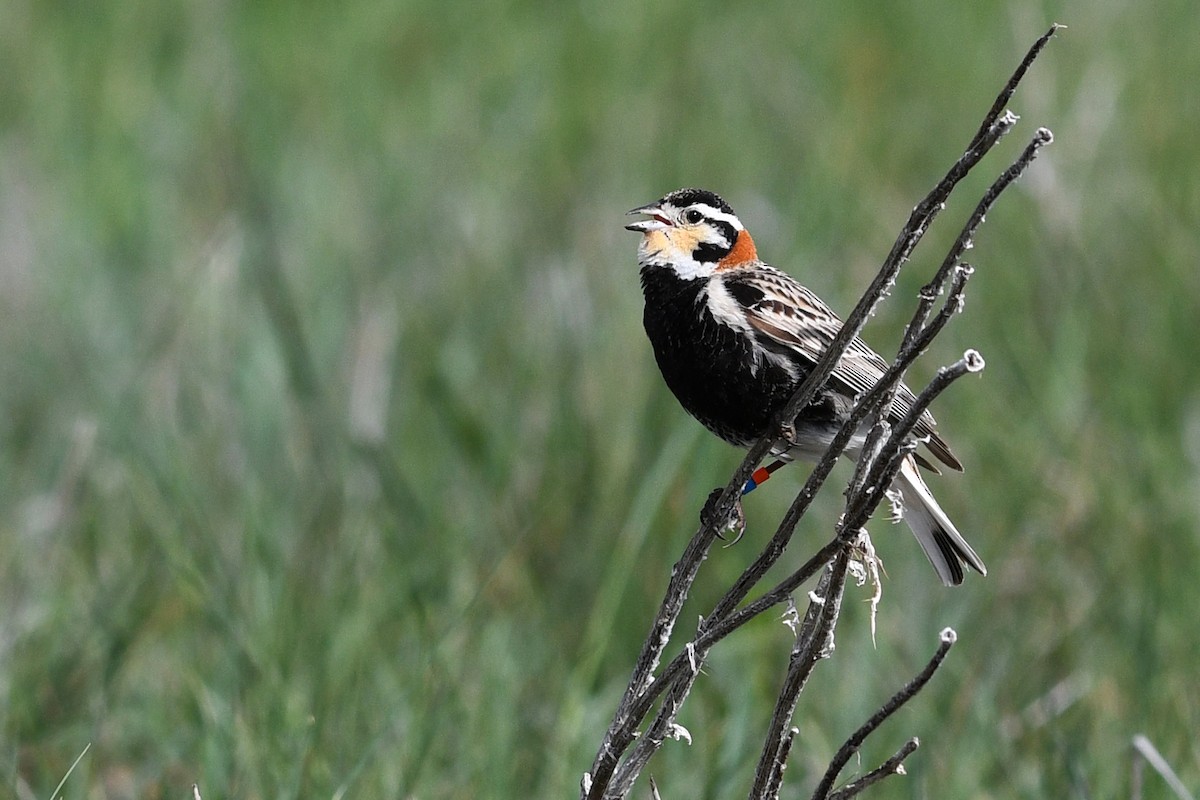 Chestnut-collared Longspur - ML647375198