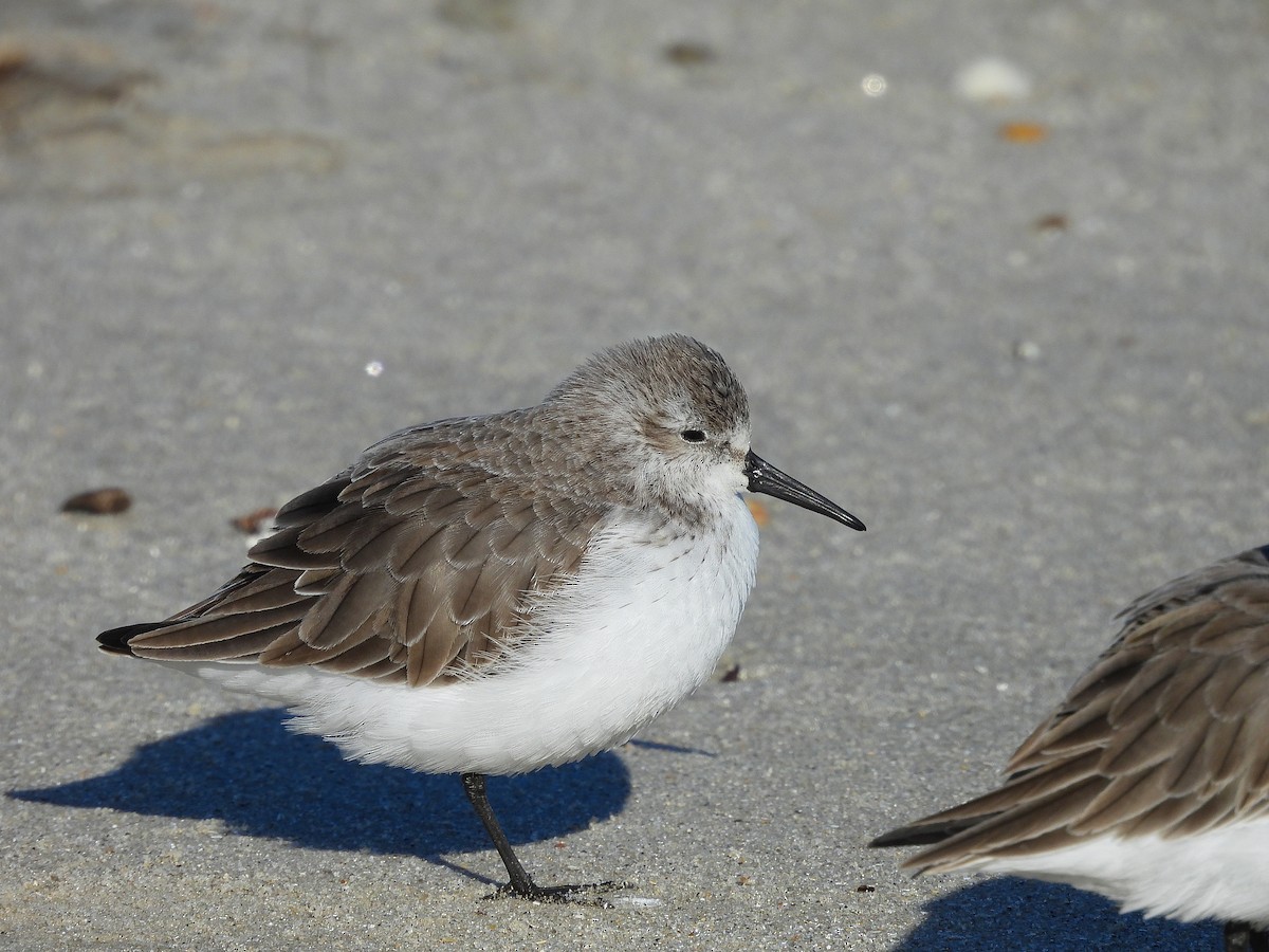 Gambecchio dell'Alaska - ML647375202