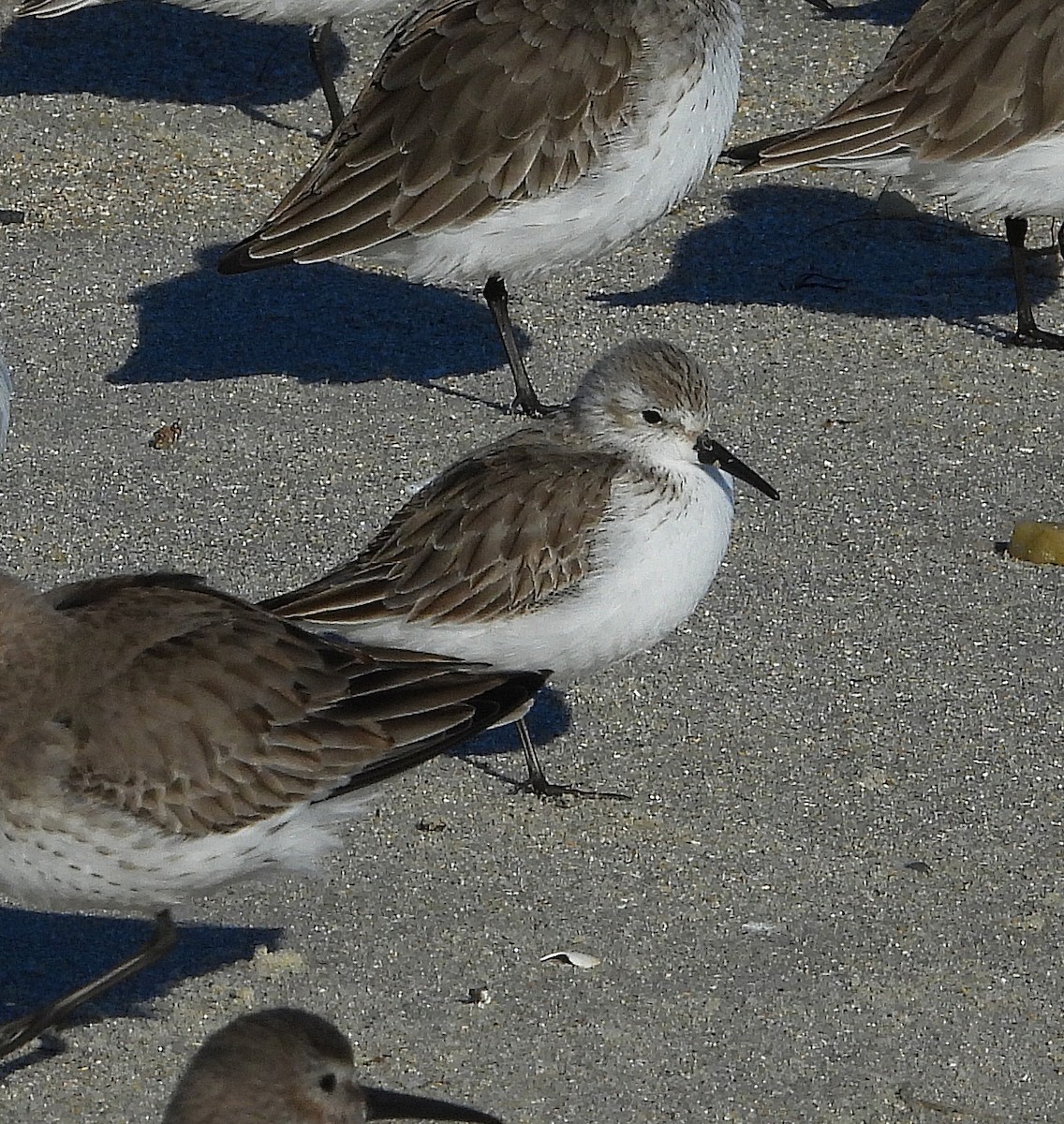 Gambecchio dell'Alaska - ML647375214