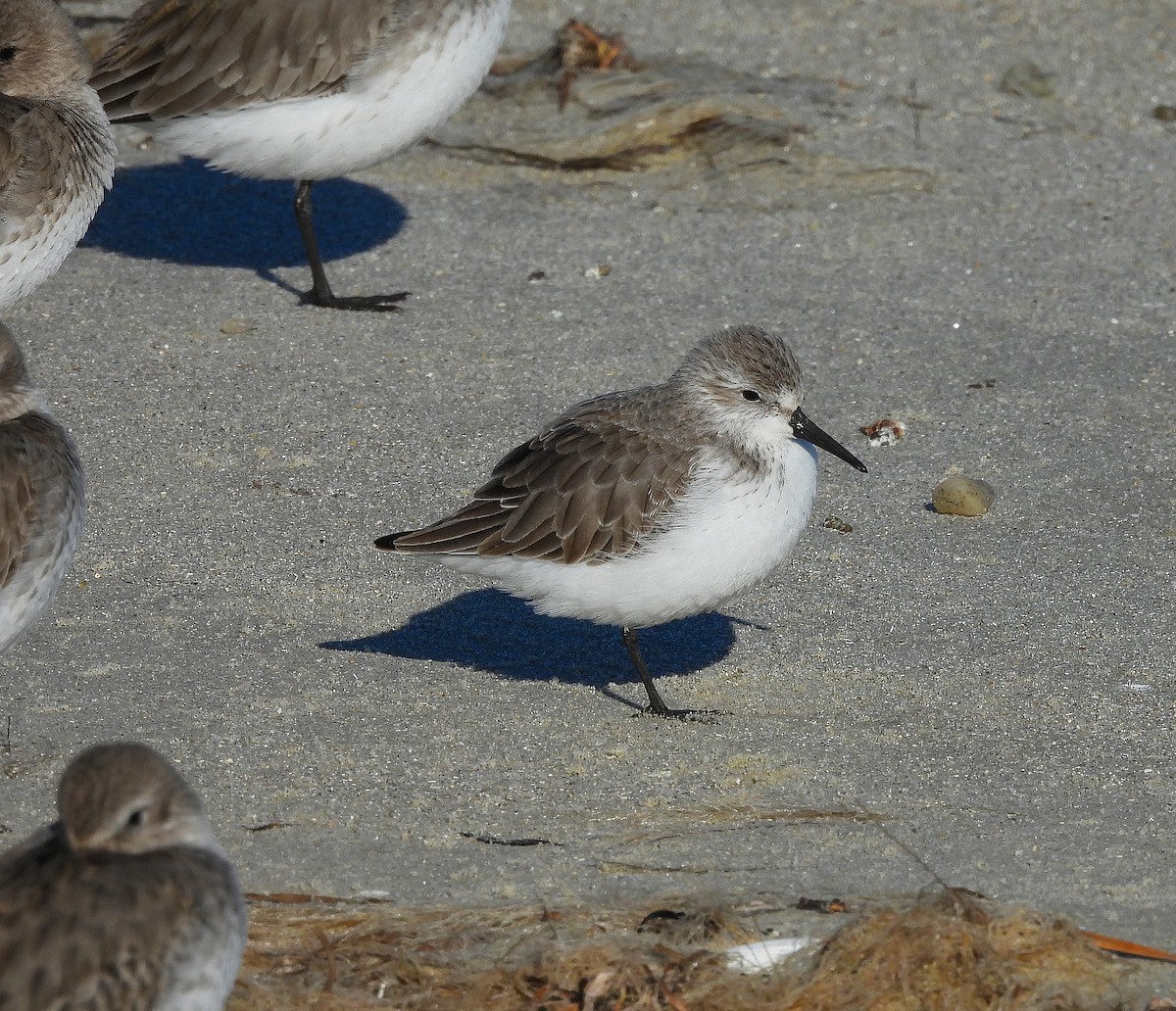 Gambecchio dell'Alaska - ML647375215