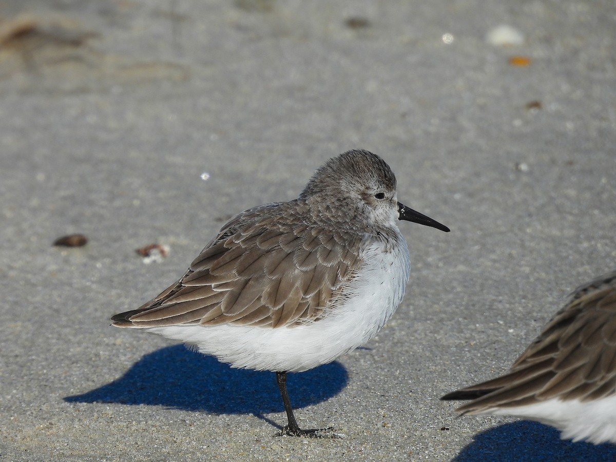 Gambecchio dell'Alaska - ML647375217