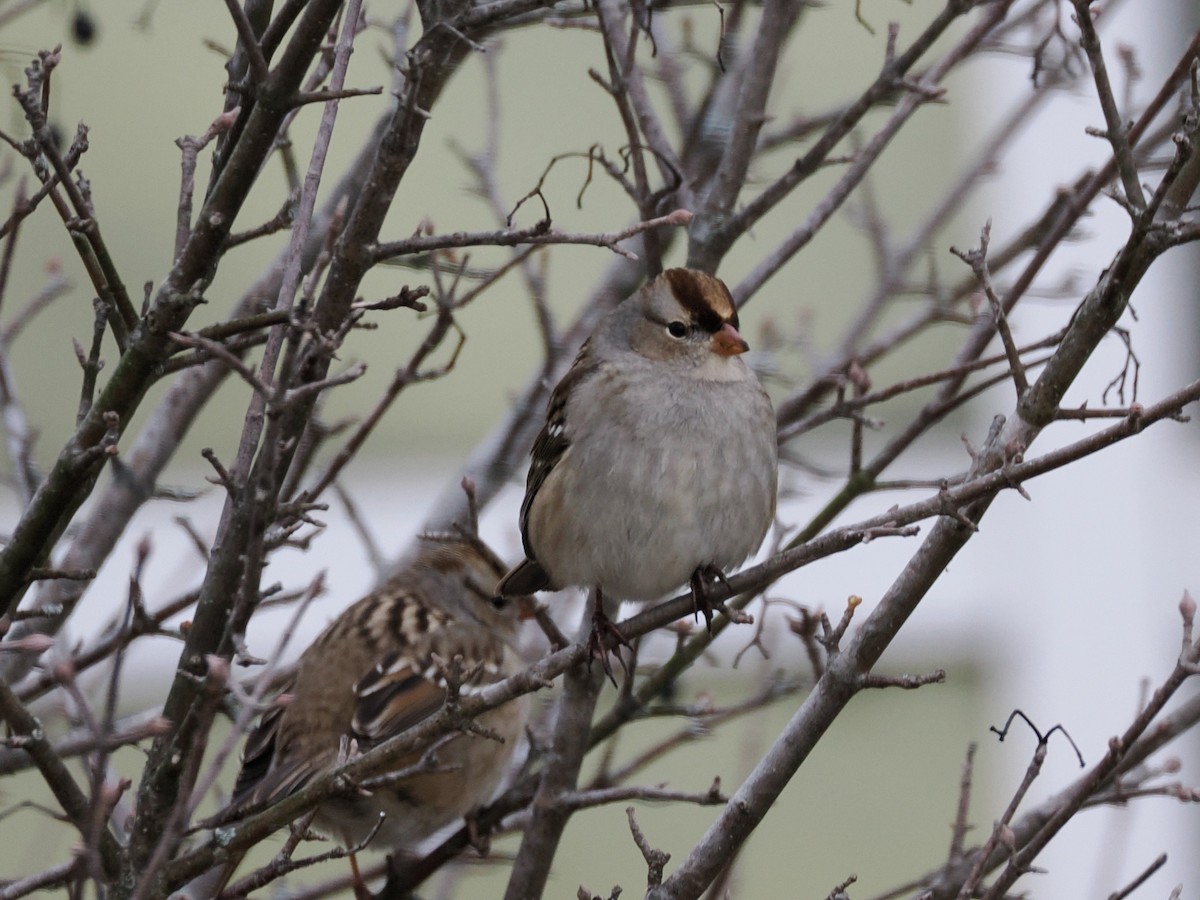 Chingolo Coroniblanco - ML647375244
