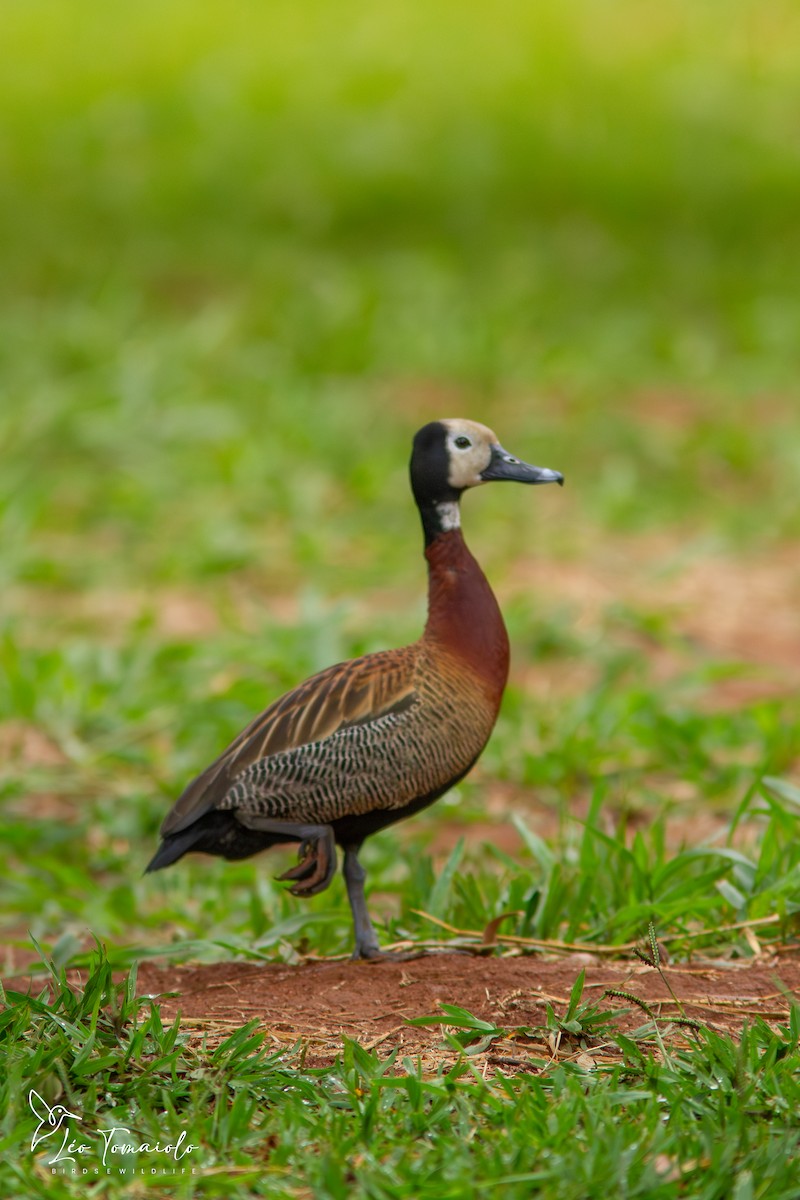 White-faced Whistling-Duck - ML647375246