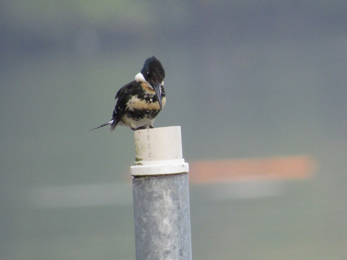 Green Kingfisher - ML647375248