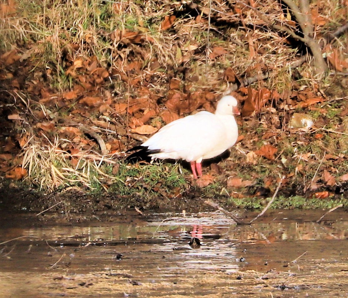 Гусь Росса - ML647375256
