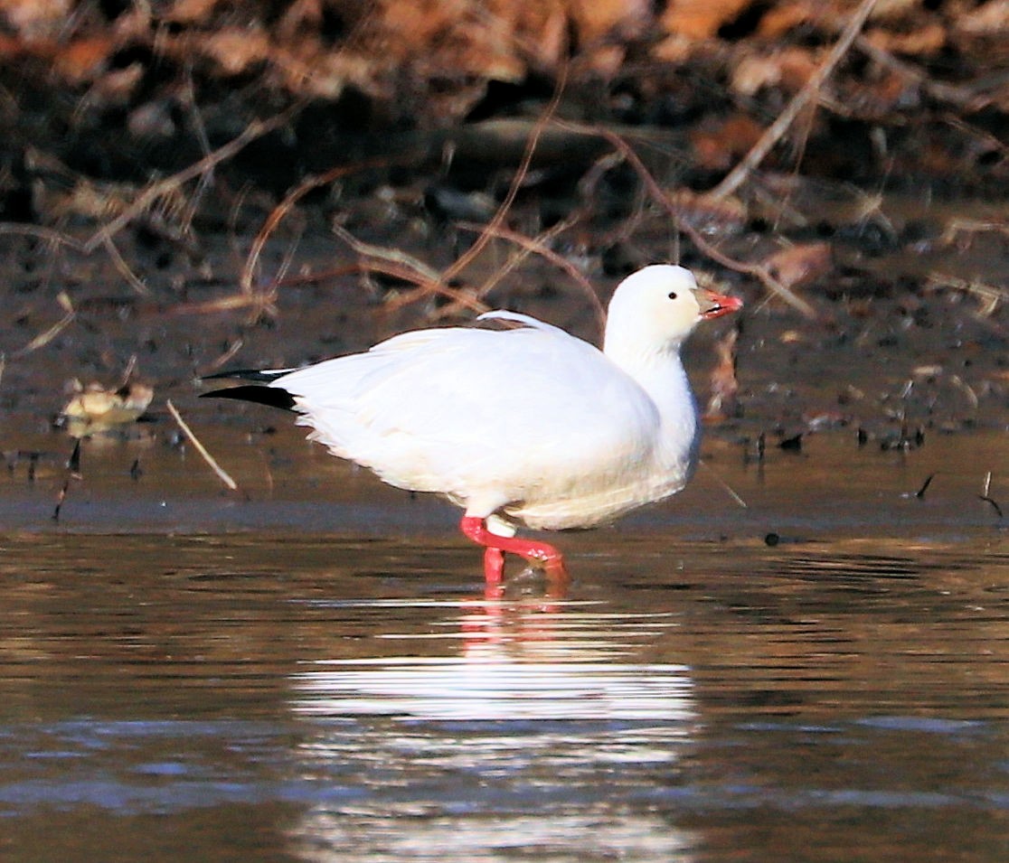 Гусь Росса - ML647375270
