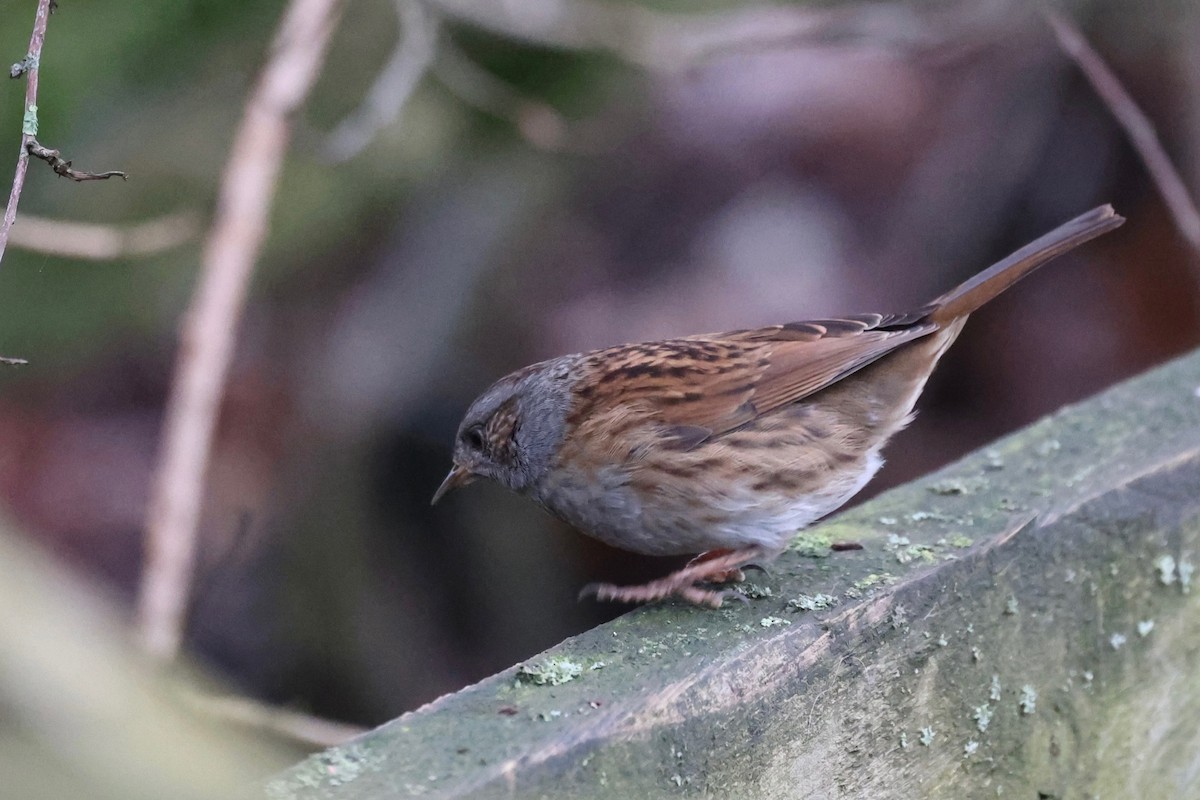 Dunnock - ML647375275