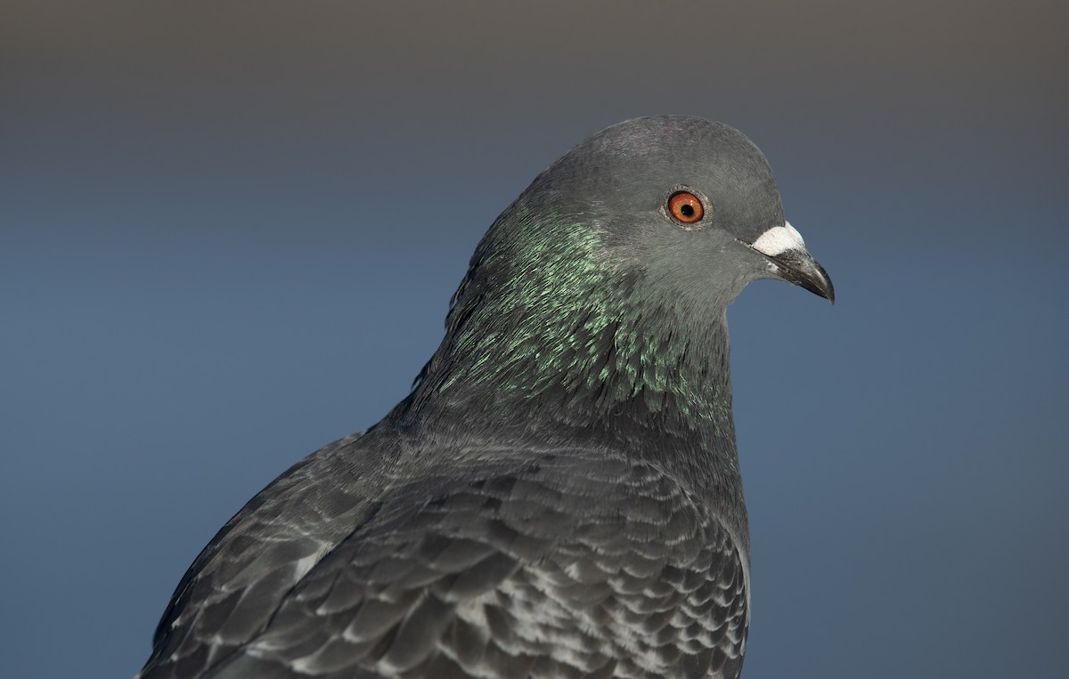 Rock Pigeon (Feral Pigeon) - ML647375280