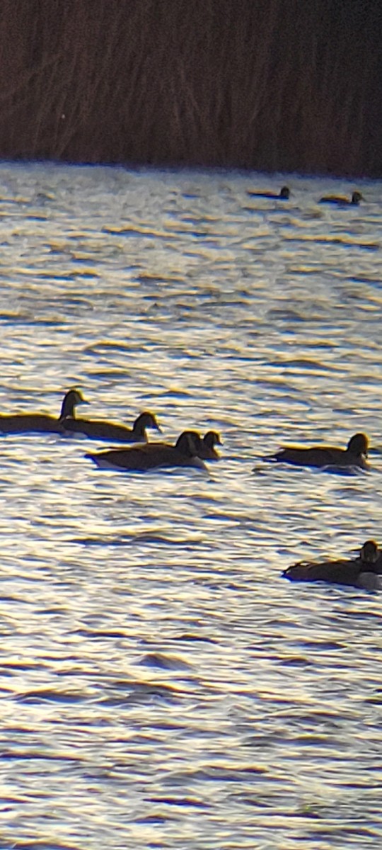 Cackling Goose - ML647375297