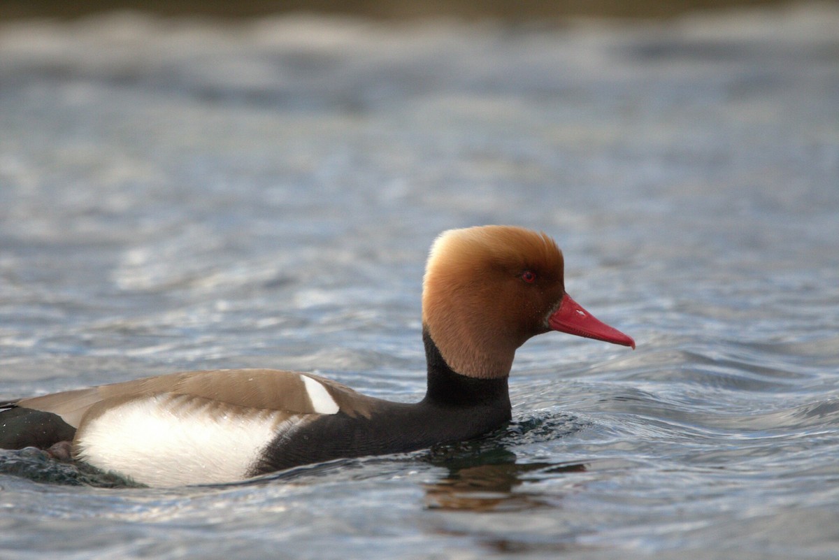 Red-crested Pochard - ML647375301