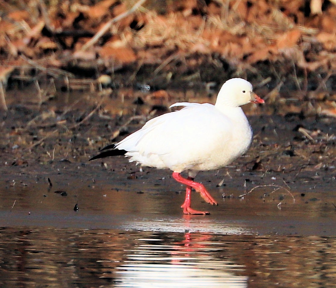 Гусь Росса - ML647375302