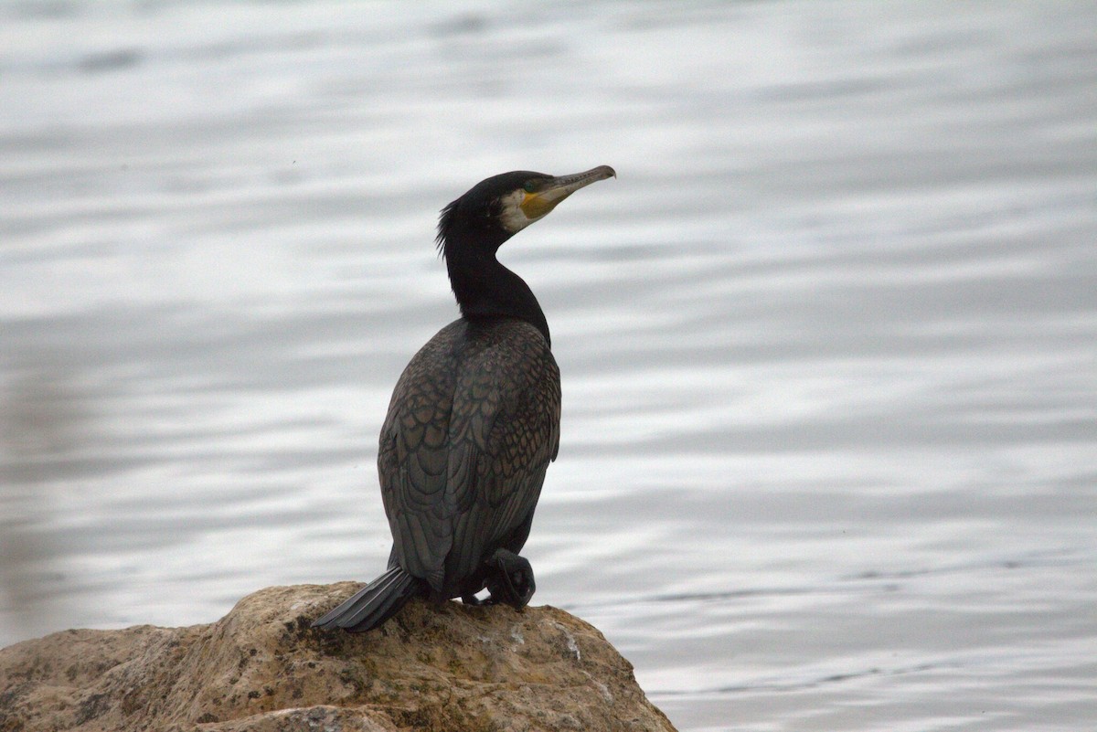 Great Cormorant - ML647375304