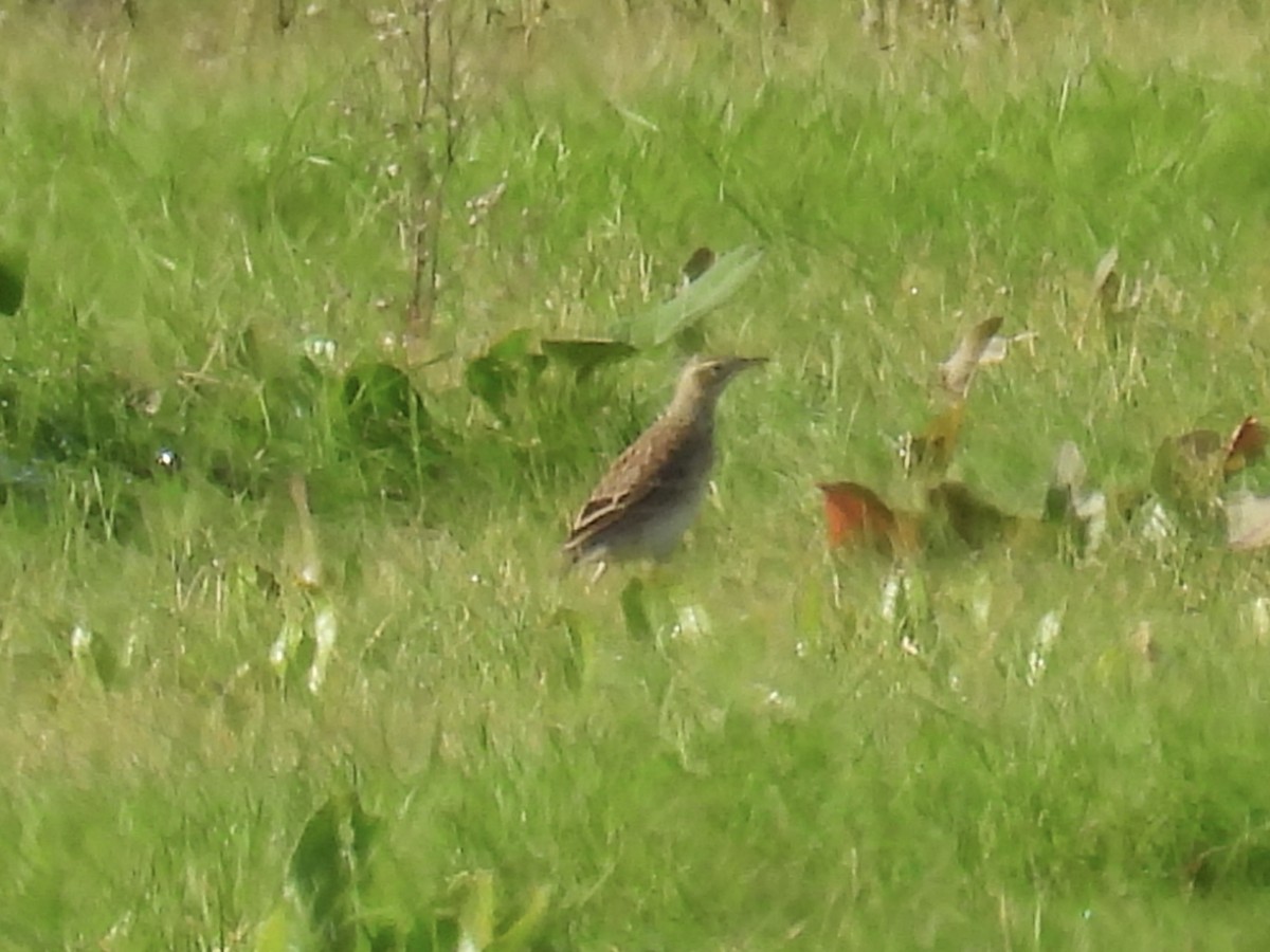 Richard's Pipit - ML647375307