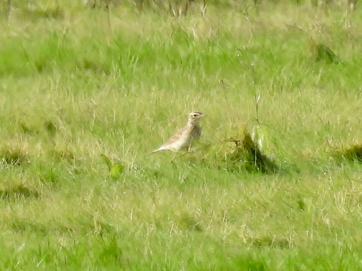 Richard's Pipit - ML647375308