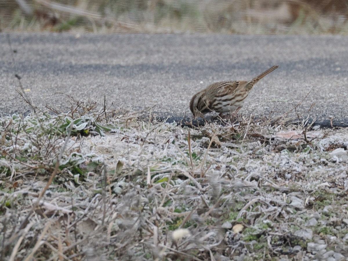 Chingolo Cantor - ML647375309