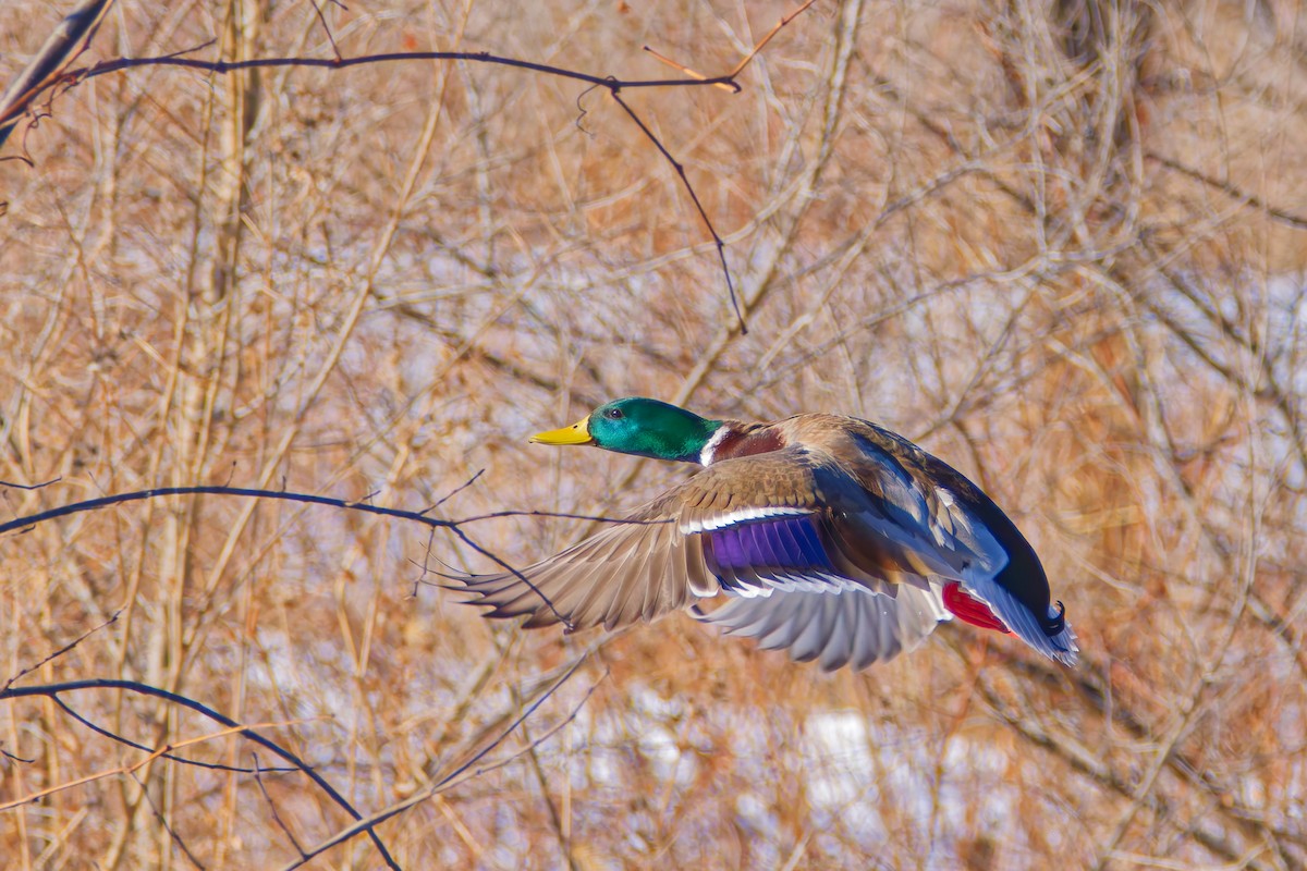 Mallard - ML647375316