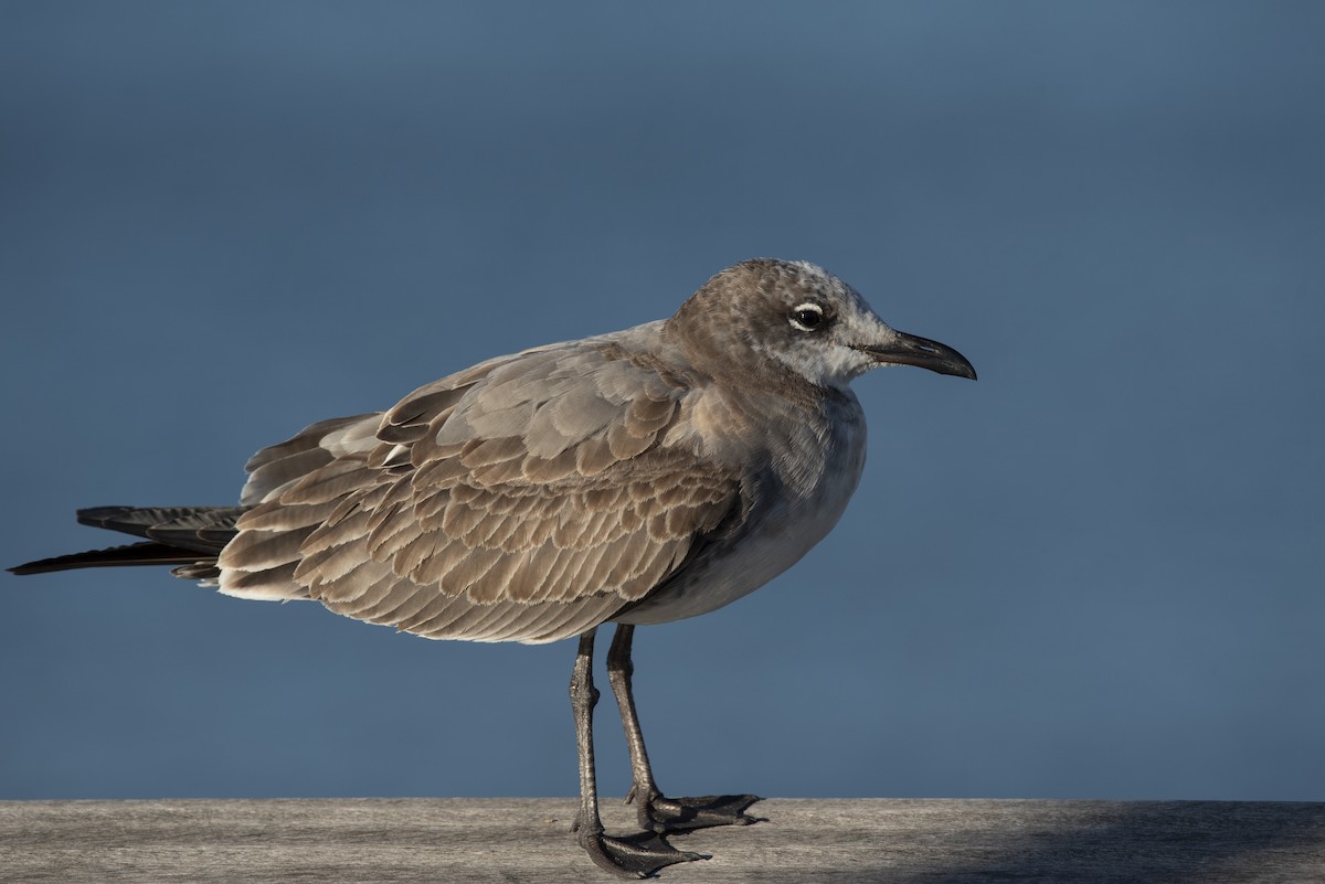 Laughing Gull - ML647375317
