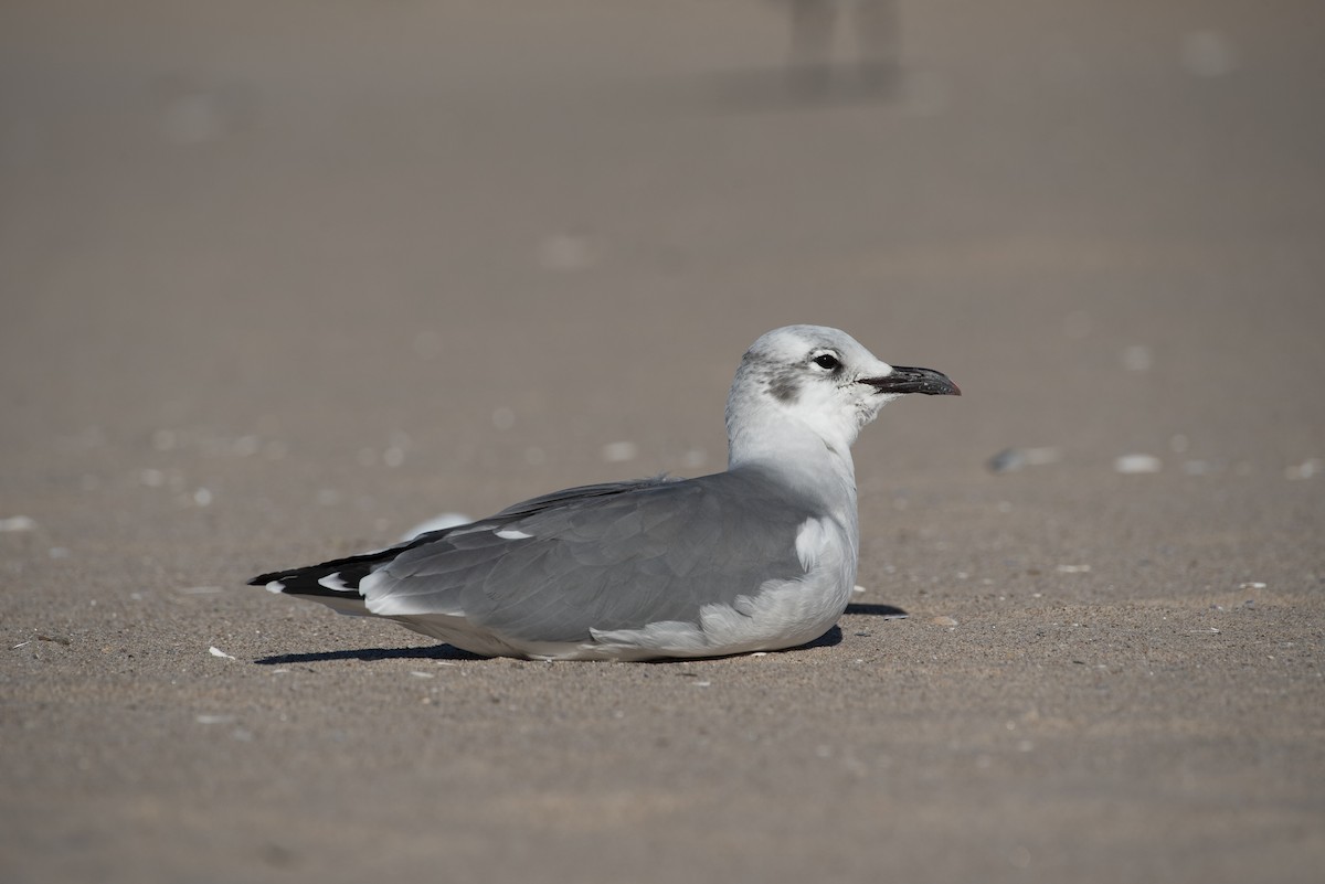 Laughing Gull - ML647375318