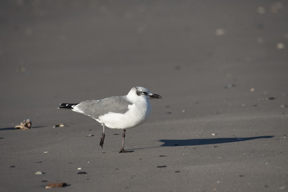 Laughing Gull - ML647375320