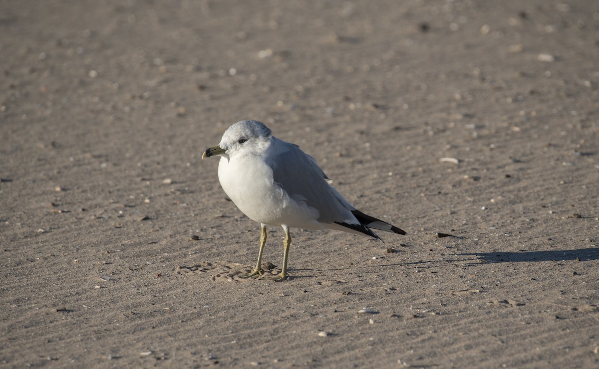 Ring-billed Gull - ML647375334